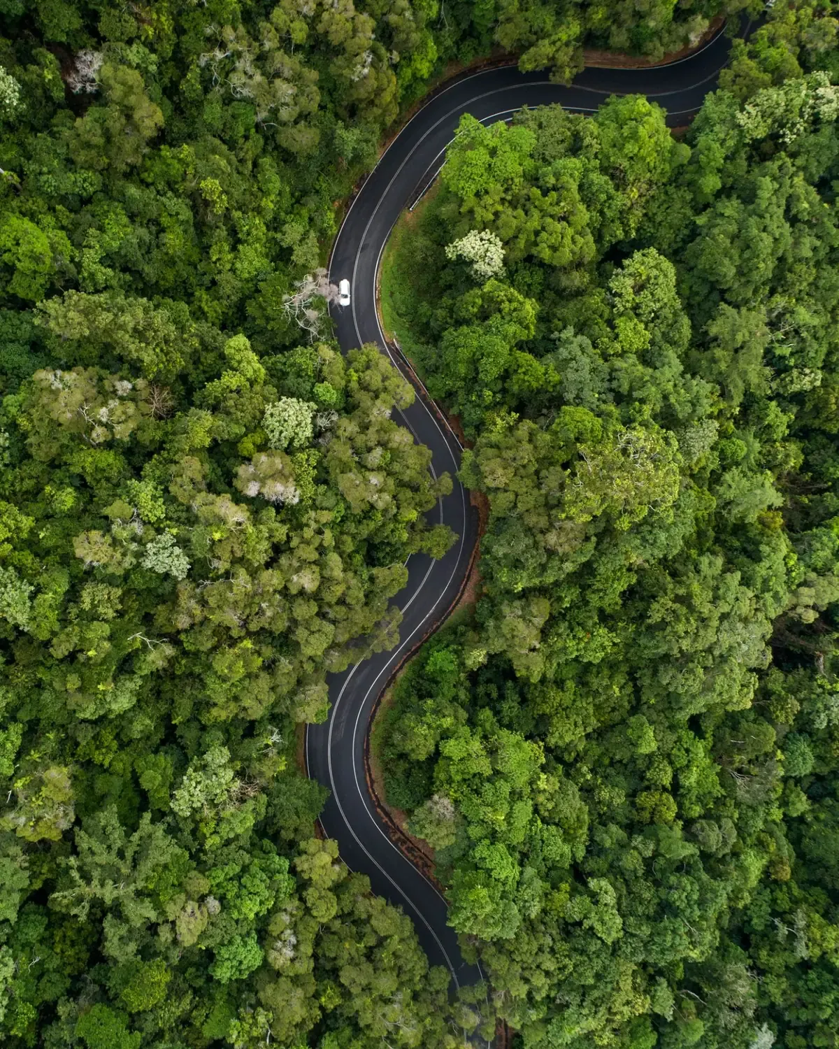 A road winding through native bush