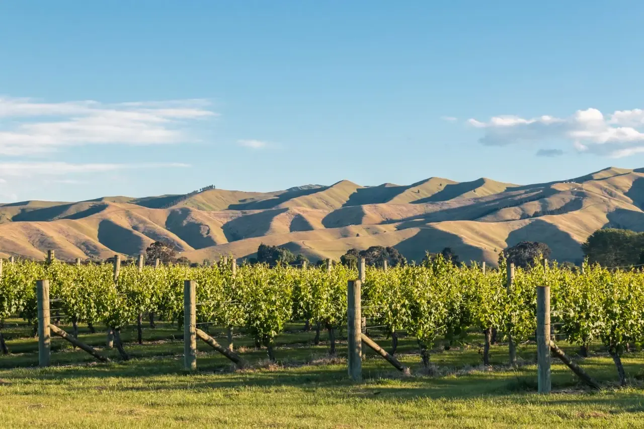 Vine rows on a dry hillside at golden hour